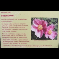 Famille Paeoniacees ou Paeoniaceae (txt)